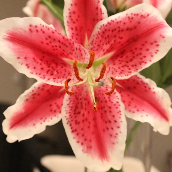 Meet your Posher, Kelli - Picture 1 of 1